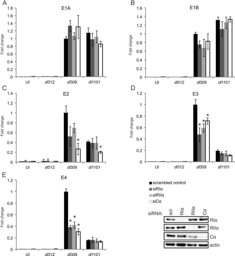 Fig 7. The interaction between E1A and PKA subunits is required for full expression of HAdV-5 E3 and E4 transcripts
