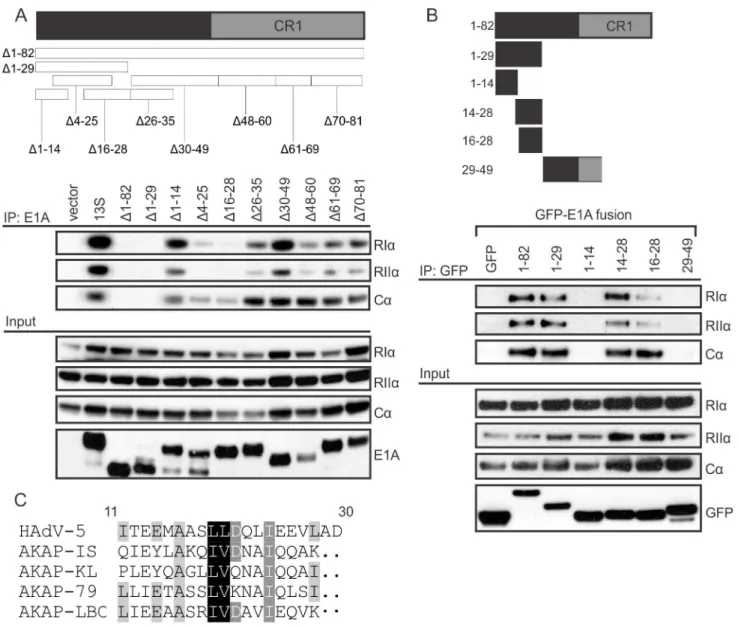 Fig 2. E1A contains an AKAP-like domain that is necessary and sufficient for binding PKA