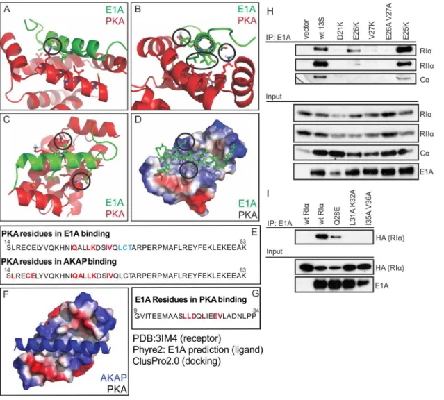 Fig 3. E1A is predicted and confirmed to dock to PKA equivalently to a cellular AKAP. (A,B,C) Cartoon and stick representations of the predicted E1A helix docking to Protein Kinase A regulatory subunit R1 α (dimer;red)