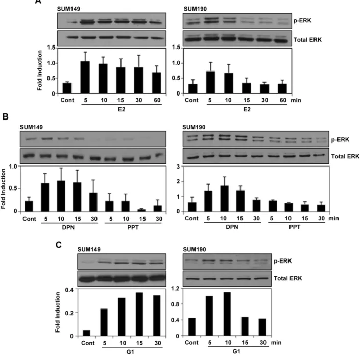 Figure 2. Estrogen receptor ligands induced ERK1/2 phosphorylation in SUM149 and SUM190 cells