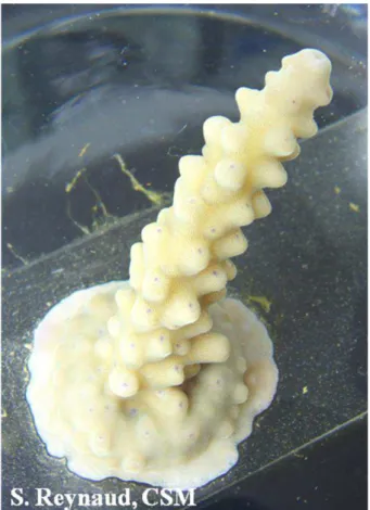 Fig. 1. Normal light picture of Acropora sp. tip adhered onto slides using underwater epoxy.