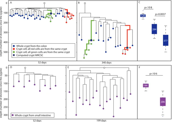 Figure 4B indicates that there is no statistically significant difference in depth between crypts isolated from different regions.