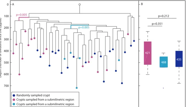 Figure 4. Phylogeography of the colon. (A), In a reconstructed lineage tree, colon crypts isolated by laser capture from submilimetric regions are clustered separately than crypts that were sampled randomly