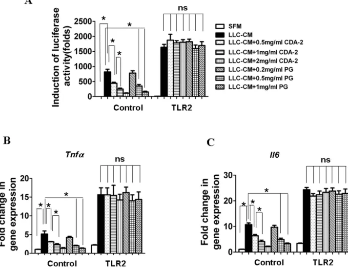 Figure 7. Over-expression of TLR2 abrogates CDA-2-induced inactivation of NF- k B. (A) BMDMs were co-infected with TLR2 and NF-kB luciferase reporter gene adenoviral constructs