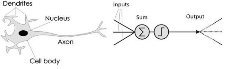 Fig. 1 Comparison between biological and artificial neuron 