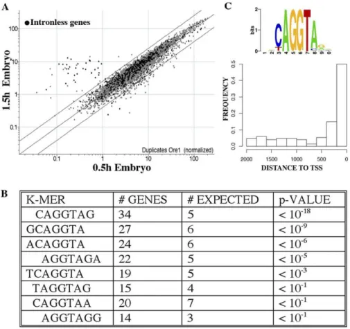 Figure 4. The Activation of the Zygotic Genome Starts from Intronless Genes Sharing the CAGGTAG Motif