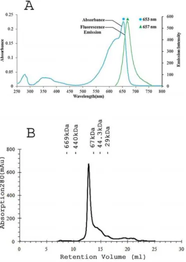 Fig 3. Phormidium APC exists as trimer of αβ monomers in solution. A) UV-visible absorption spectrum (cyan) of purified Phormidium APC showed major band at 653 nm that suggests formation of trimer in the solution