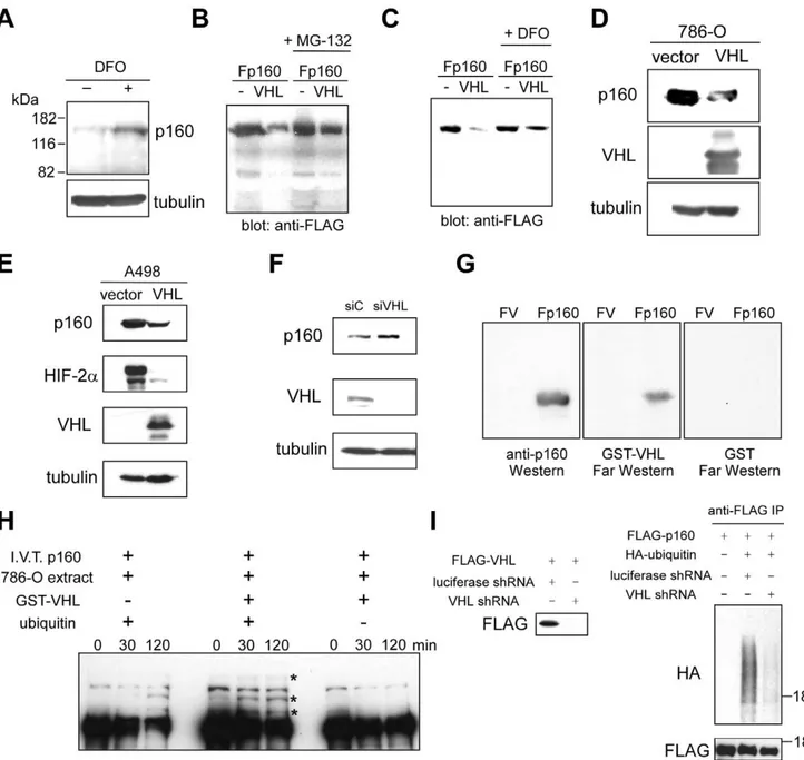 Figure 2. Degradation of p160 by VHL. (A) Increased p160 protein expression upon iron chelation