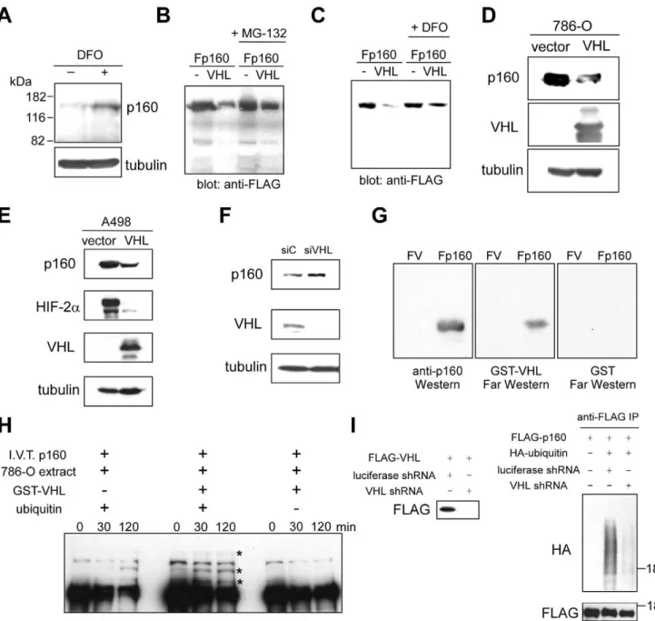 Figure 2. Degradation of p160 by VHL. (A) Increased p160 protein expression upon iron chelation