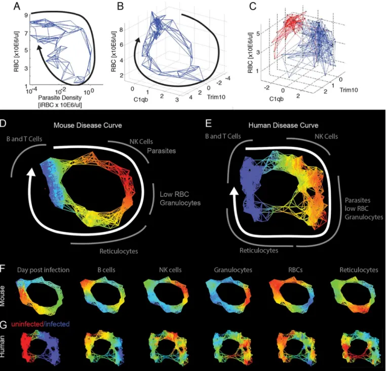 Fig 3. Reconstructed mouse and human disease space maps from longitudinal and cross-sectional data