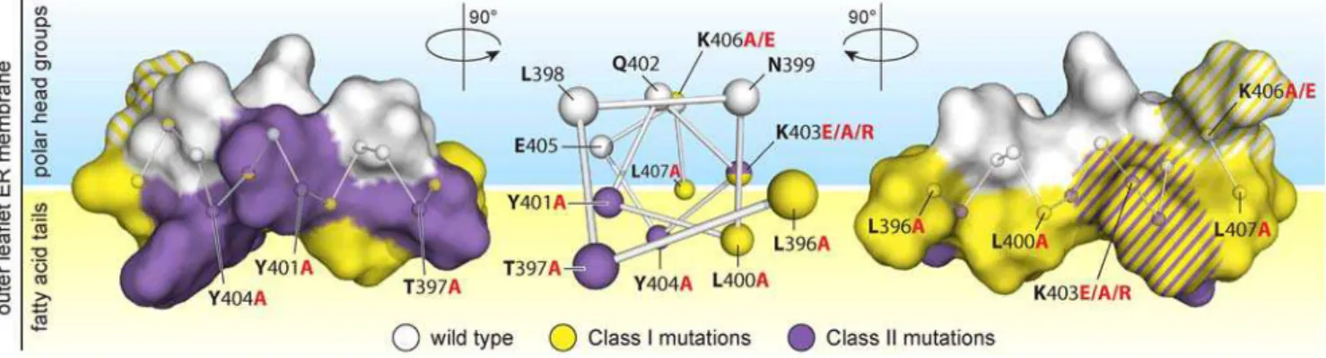 Figure 11. Class I and Class II mutations cluster on opposite sides of helix A. Center: ‘‘ball &amp; stick’’ representation of the NMR-based membrane topology of the core 12 amino acids viewed along the N- to C-terminal axis of the helix