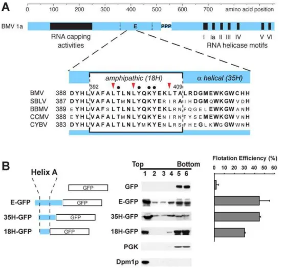 Table 2 shows that 65% of the observed NMR signals were assigned to specific atoms in the peptide