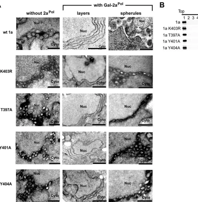Figure 7. Class II mutations in 1a helix A induce hyper-abundant membrane invaginations