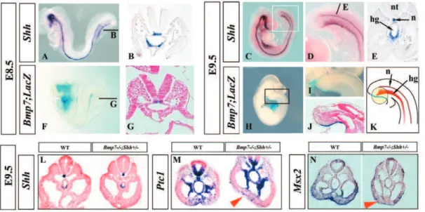 Figure 5. Onset of the morphology defect. Semithin (1 micron thick) transverse serial sections stained with toluidine blue of control and mutant embryos (genotype indicated on the left) at E8.5 (A–C) and E9.5 (D–F 9 )
