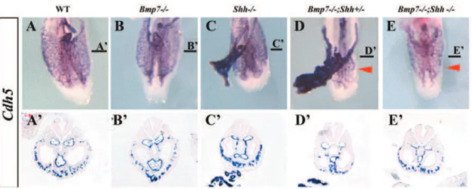 Figure 7. Spatial distribution of Islet1 , Tbx4 and Pitx1 mRNA in wild-type and mutants