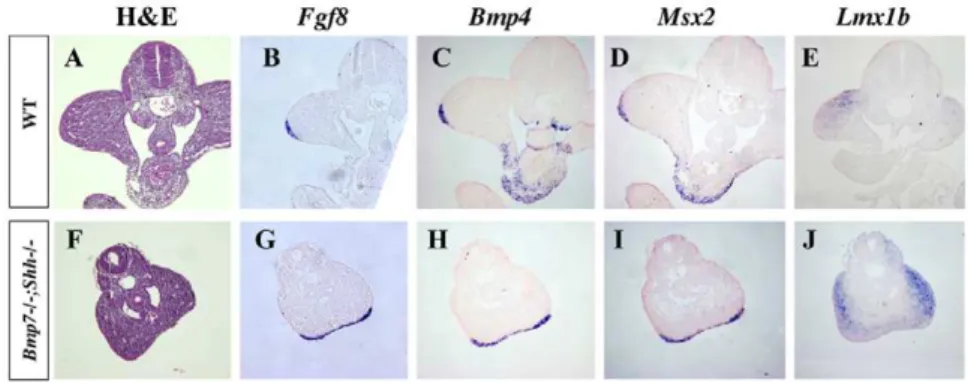 Figure 8. Gene expression analysis in hindlimbs of wild-type and Bmp7 2/2 ;Shh 2/2 littermates at E10.5