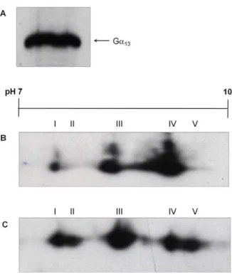 Figure 3. PMT induces the covalent modification of G a 13 . (A) Membrane proteins from Swiss 3T3 cells were separated by SDS PAGE and Western blotted with anti-Ga 13 antibody