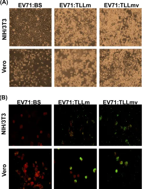Figure 6. Transfection of NIH/3T3 with EV71:BS viral RNA induces productive infection
