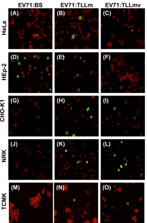 Figure 2. Virus antigen detection in cell lines infected with EV71:BS, EV71:TLLm and EV71:TLLmv