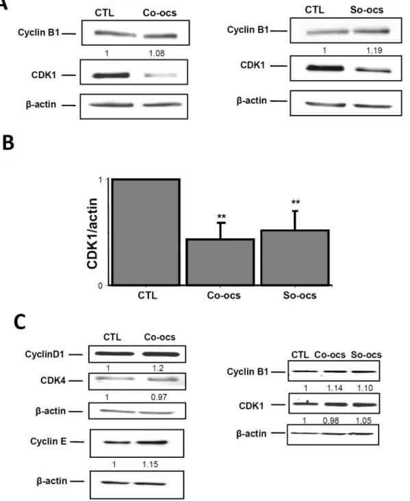 Figure 4. Effect of CO-OCS and SO-OCS on the expression of G1 and G2/M key proteins in MDA-MB-231 and MCF-10A cells