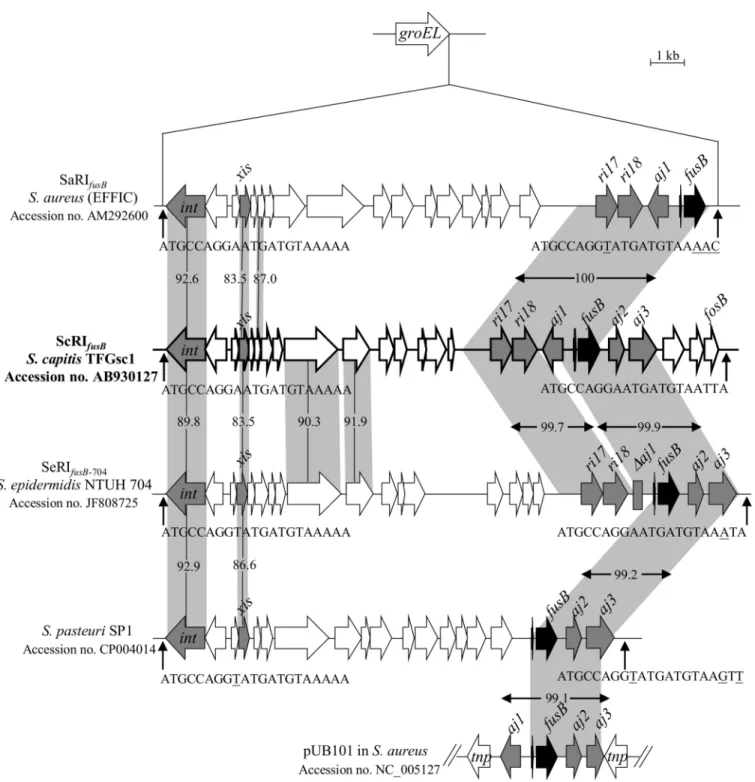 Fig 1. Structure of ScRI fusB in S. capitis subsp. urealyticus TFGsc1. ScRI fusB was compared to SaRI fusB , SeRI fusB-704 , the RI in the S