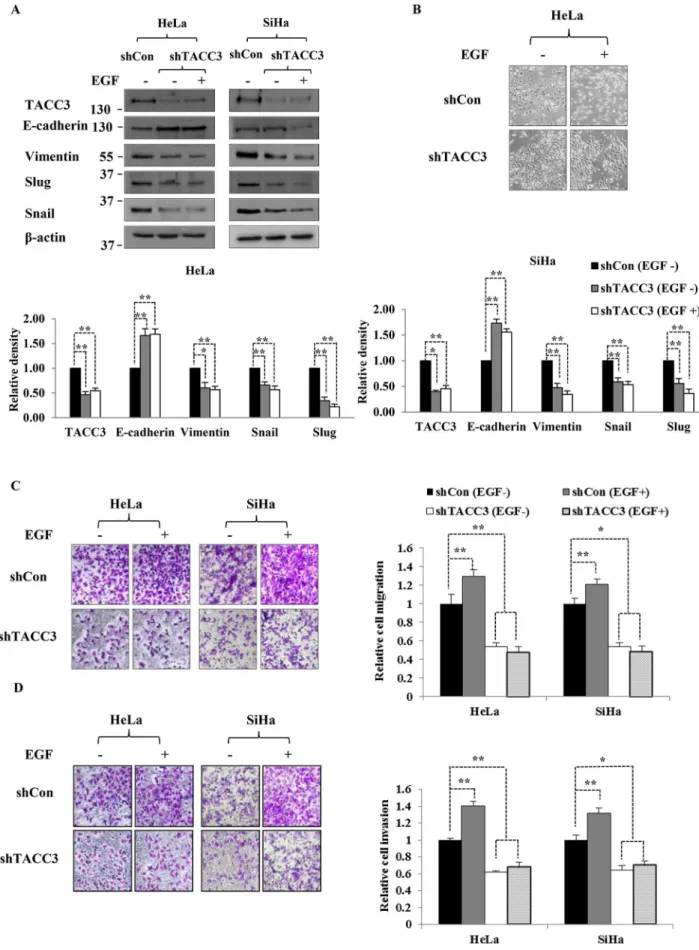 Figure 5. TACC3 is required for EGF-mediated EMT. In the absence of TACC3, EGF was not able to regulate EMT markers (A), alter cell morphology (B), or enhance cell migration and invasion capabilities (C and D)