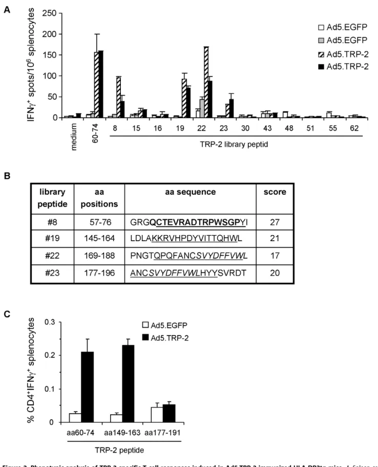 Figure 2. Phenotypic analysis of TRP-2-specific T cell responses induced in Ad5.TRP-2-immunized HLA-DR3tg mice