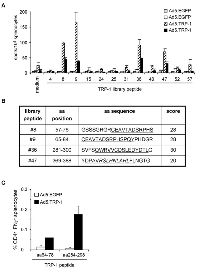 Figure 5. Phenotypic analysis of TRP-1-specific T cell responses induced in HLA-DR3tg mice upon immunization with Ad5.TRP-1