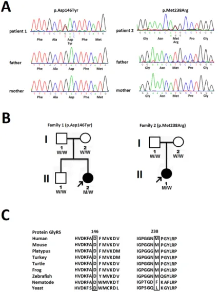 Fig 1. Two novel de novo GARS mutations. (A) The novel GARS mutations identified in this study, p.