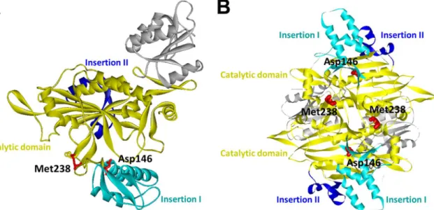 Fig 3. The crystal structure of human glycyl-tRNA synthetase (GlyRS) (PDB ID: 2PME). (A) Mapping of the two GARS mutation sites (p.Asp146Tyr and p.Met238Arg) on one subunit of the human GlyRS dimer