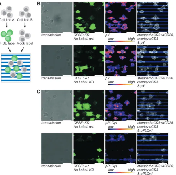 Figure 4. Detection of the stimulus dependence of total tyrosine phosphorylation ( B ) and phosphoY783 PLCc1 ( C ) in Jurkat cells and SHP2 KD cells