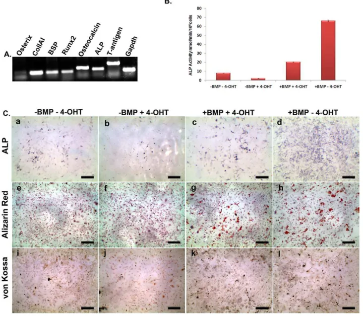 Figure 2C for von Kossa staining) which increased even further when cells were not depleted of endogenous levels of BMP i.e.