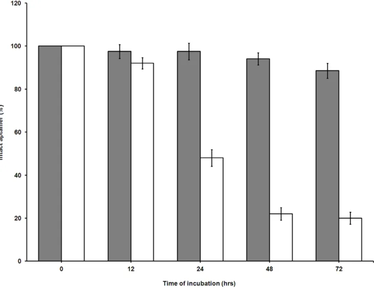 Figure 3. Nuclease-resistance stability of unmodified and modified SL 2 -B aptamer sequence in 10% FBS