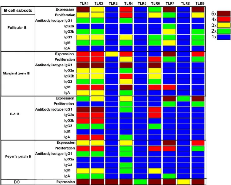 Figure 5. A heat map summary of TLR expression and responsiveness to different TLR ligands by distinct murine B cell subsets