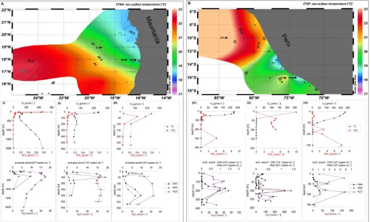 Fig. 1. Maps of sea surface temperatures (A) from the eastern tropical North Atlantic Ocean and (B) from the eastern tropical South Pacific Ocean