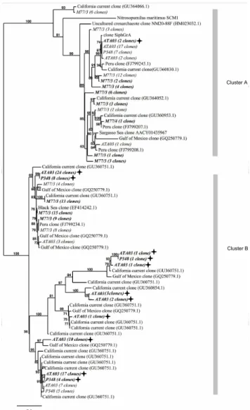Fig. 4. Archaeal amoA and N 2 O versus O 2 in the ETNA (data from the cruises ATA03, P348 and P399/2)