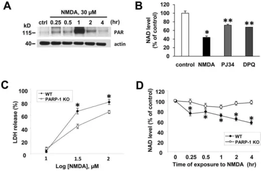Figure 2. PARP-1 activation depletes cellular NAD in NMDA-treated neurons. (A) Western blot of PAR in neurons exposed to NMDA (30 mM) for indicated times