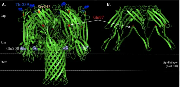 Figure 1. HLA protein structure. A) wildtype (highlighted the non-synonymous mutations Gln87, Glu208, Thr239 and Ser243) and B) truncated protein due to a stop codon at Gln87