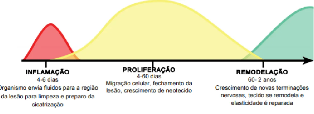 Figura 1 - Fases do processo de cicatrização tecidual 