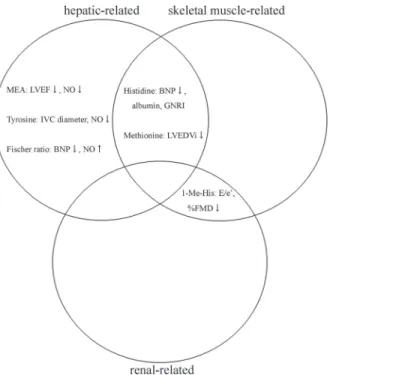 Fig 4. Summary of cardiac function-related AAs on the cardio-hepatic-skeletal muscle axis in patients with systolic HF