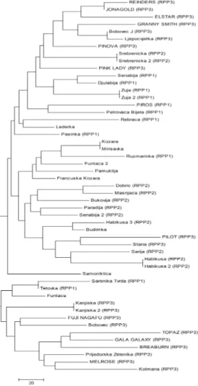 Fig. 3. Neighbor joining cluster analysis based on polymorphisms of 10 simple sequence repeat loci in 38  traditional B&amp;H apple cultivars and 13 reference apple cultivars (written in capital letters) using  Bruvo genetic distance ( BRUVO  et al., 2004)