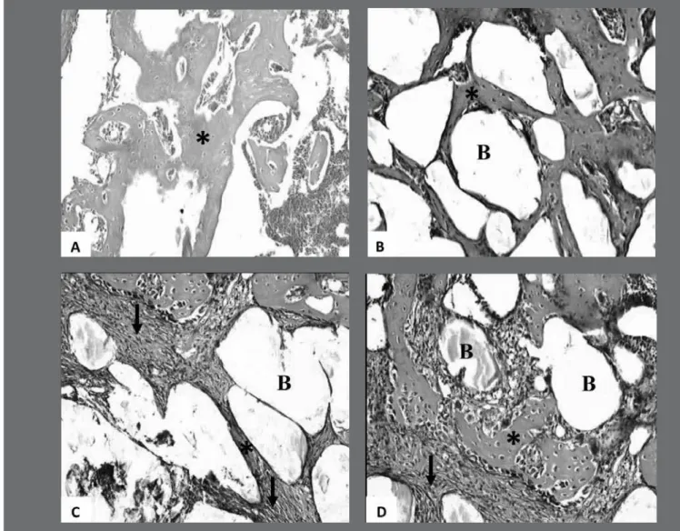 Figure 1 – Photomicrograph of the morphological findings from the different experimental groups