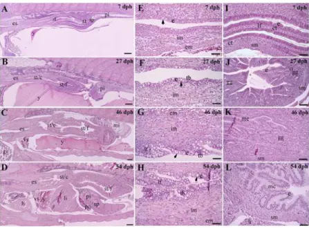 Fig 3. Representative sagittal sections of esophagus and stomach of Atlantic salmon juveniles at various time points (days post hatch [dph])