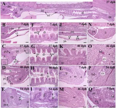 Fig 4. Representative sagittal sections of intestine, liver and pancreas of Atlantic salmon juveniles at various time points (days post hatch [dph])