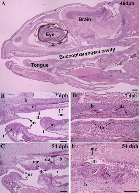 Fig 2. Representative sagittal sections of the buccopharyngeal cavity of Atlantic salmon juveniles at various time points (days post hatch [dph])