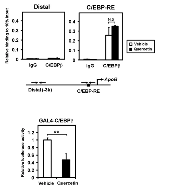Fig 5. Quercetin represses the transcriptional activity, but not DNA-binding activity, of C/EBPβ