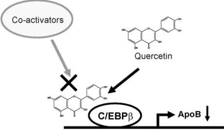Fig 7. Proposed model for quercetin-mediated repression of apoB expression. Quercetin represses expression of apoB through an inhibition of the transcriptional activity of C/EBPβ