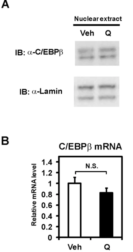 Fig 4. C/EBPβ expression was not altered by quercetin. (A) Immunoblot (IB) analysis used nuclear extracts from differentiated Caco-2 cells treated with vehicle (Veh) or 100 μM quercetin (Q) for 12 h