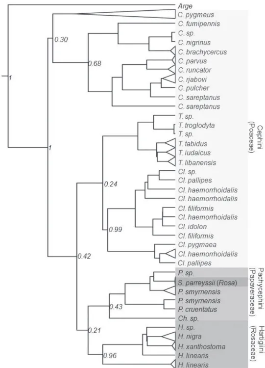 Figure 4. Bayesian interface tree based on the mitochondrial COI gene sequences of the Cephinae