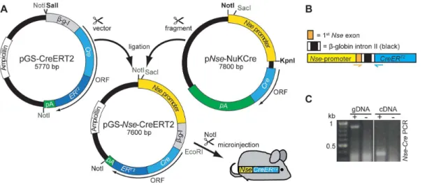 Figure 1. Cloning of pGS- Nse - CreER T2 and transgenic cDNA detection in Nse-CreER T2 